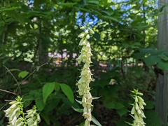 Digitalis lutea