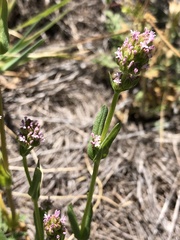 Plectritis ciliosa