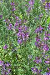 Astragalus macropus
