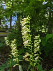 Digitalis lutea