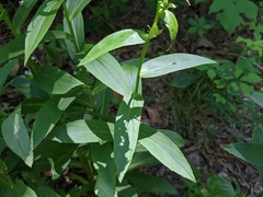 Digitalis lutea