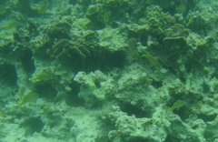 Haemulon flavolineatum