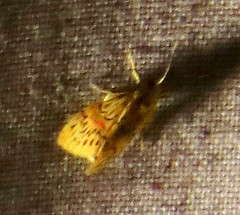 Barsinella mirabilis