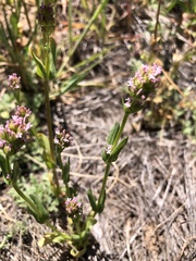Plectritis ciliosa