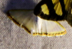 Leuciris fimbriaria