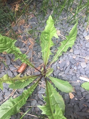 Magnoliopsida