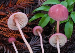 Entoloma subrubineum