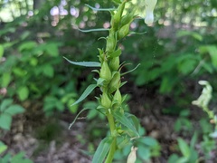 Digitalis lutea