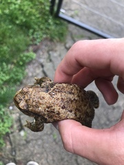 Lucilia bufonivora