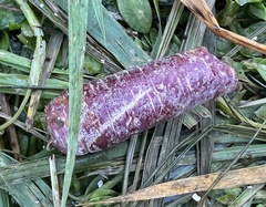 Daucus carota sativus