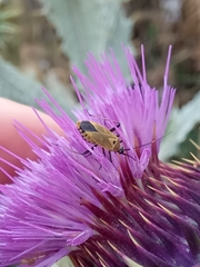 Calocoris nemoralis