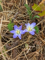 Brodiaea terrestris terrestris