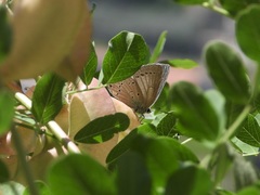 Iolana iolas