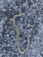 Thamnophis marcianus