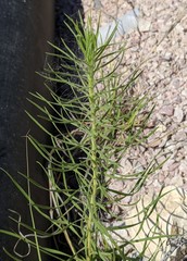 Liatris glandulosa