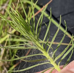 Liatris glandulosa