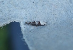 Mompha murtfeldtella