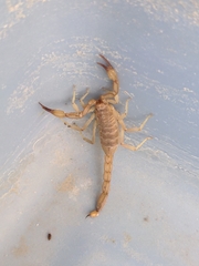 Chihuahuanus russelli