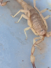 Chihuahuanus russelli