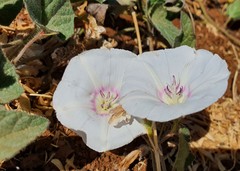 Convolvulus betonicifolius