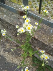 Erigeron annuus
