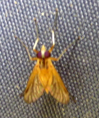 Rhagio albicornis
