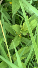 Lysimachia thyrsiflora