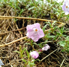 Phlox multiflora