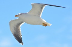 Larus fuscus