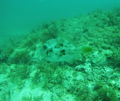 Stephanolepis hispida