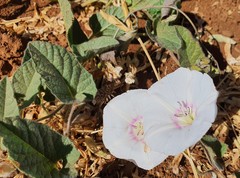 Convolvulus betonicifolius
