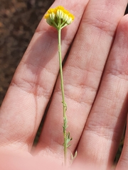 Lonas annua