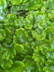Conocephalum conicum