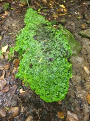 Conocephalum conicum