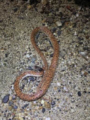 Phimophis guianensis