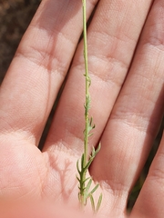 Lonas annua