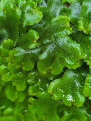 Conocephalum conicum