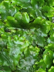 Conocephalum conicum