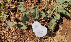 Convolvulus betonicifolius