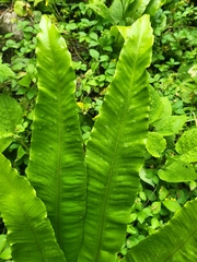 Asplenium scolopendrium