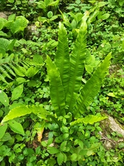 Asplenium scolopendrium