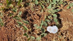 Convolvulus betonicifolius