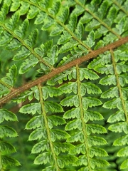 Polypodiopsida