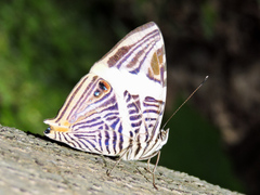 Colobura dirce dirce