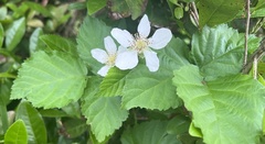 Rubus × loganobaccus