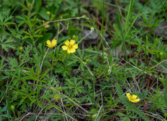 Potentilla flagellaris