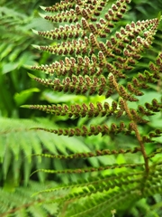 Polypodiopsida