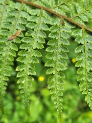 Polypodiopsida