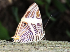 Colobura dirce dirce