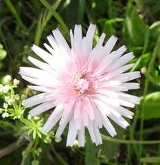 Crepis rubra